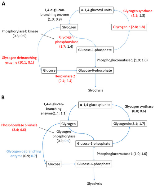 Glycogen metabolism in (A) heart and (B) liver.