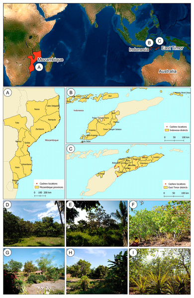Geographical location of cashew populations studied in Mozambique (A), Indonesia, (B) and East Timor (C), and illustrative orchards from East Timor (D–H) and Indonesia (I).