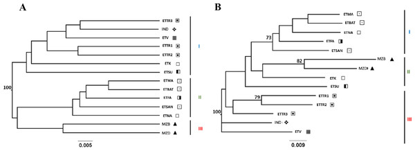 UPGMA (A) and NJ (B) trees generated from FreeNA using matrix DCINA of the East Timor, Indonesia, and Mozambique dataset.