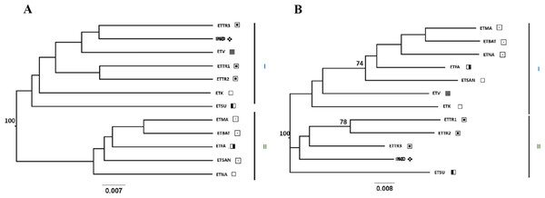 UPGMA (A) and NJ (B) trees generated from FreeNA using matrix DCINA presenting the East Timor and Indonesia populations.