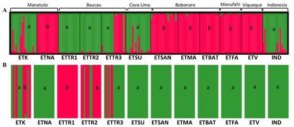 Optimal K-means individual-based clustering using STRUCTURE (K = 2, (A) for populations in East Timor and Indonesia and DAPC analyses of K = 2 (B).