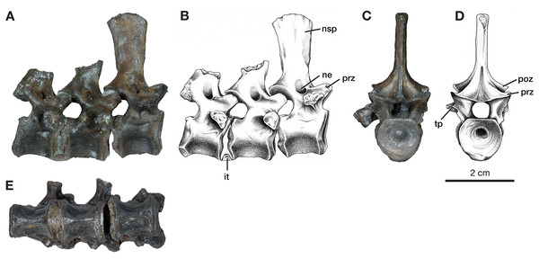 Dorsal vertebrae of Varanops OMNH 73502.