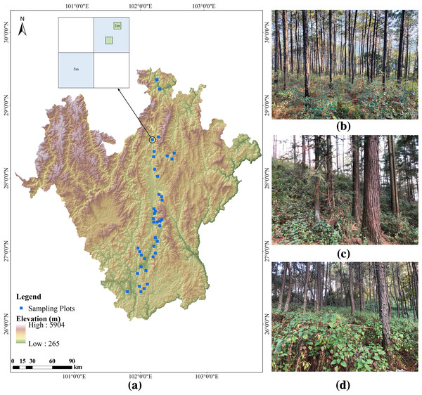 Location of the studied forest plots and design of the plot layout in Southwestern China.