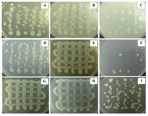 (A–I) Colony morphology of Streptomyces in various types of media.