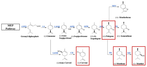 Biosynthetic pathways of main monoterpenoids in genus Mentha.