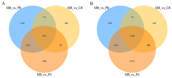 Venn diagram of the three-group comparison of M8 vs P8, M8 vs P5, and M8 vs C8.