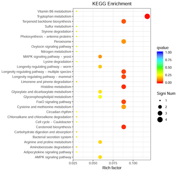 KEGG metabolic pathway enrichment.