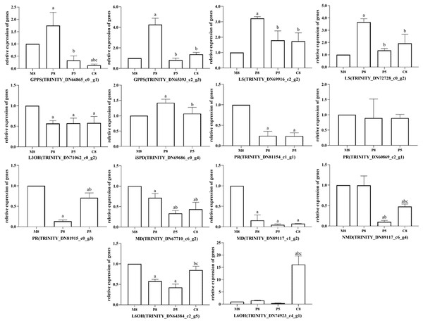 Relative expression levels of key enzyme genes in different chemotypes.