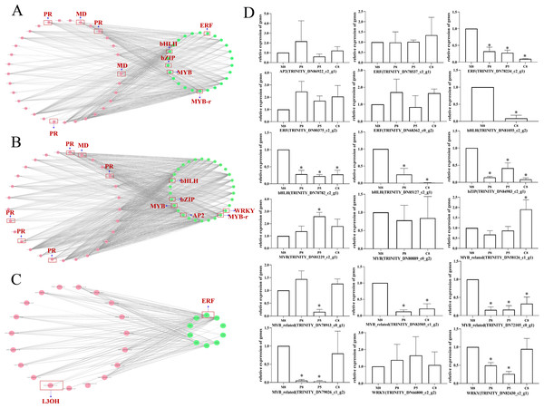 The correlation network diagram between different chemotypes of key enzyme differential genes and differential TFs and relative expression levels of related TF genes in different chemotypes.