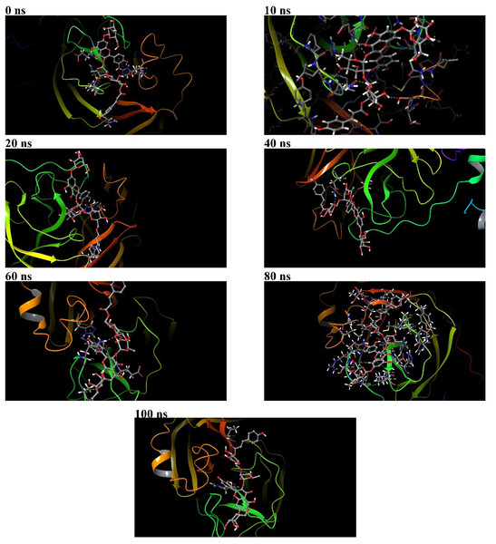 Binding poses of 382 at the active binding pocket of SARS-CoV-2 Mpro at different time points, namely 0 ns, 10 ns, 20 ns, 40 ns, 60 ns, 80 ns, and 100 ns.