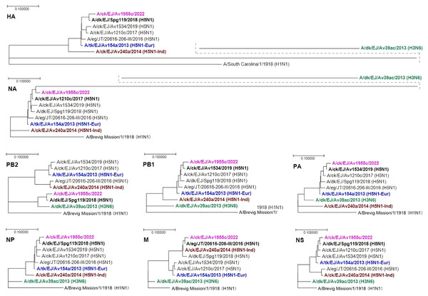 Phylogenetic analysis of the eight gene segments of Av1955.