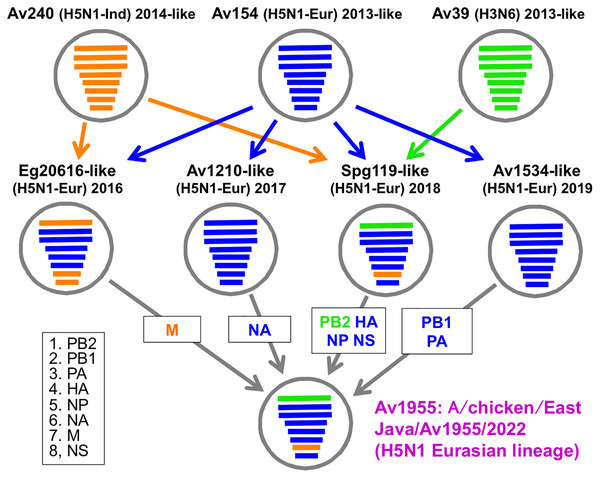 The genesis of Av1955 by multiple reassortments.