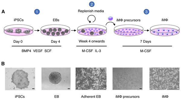 Macrophage differentiation protocol for hiPSCs.