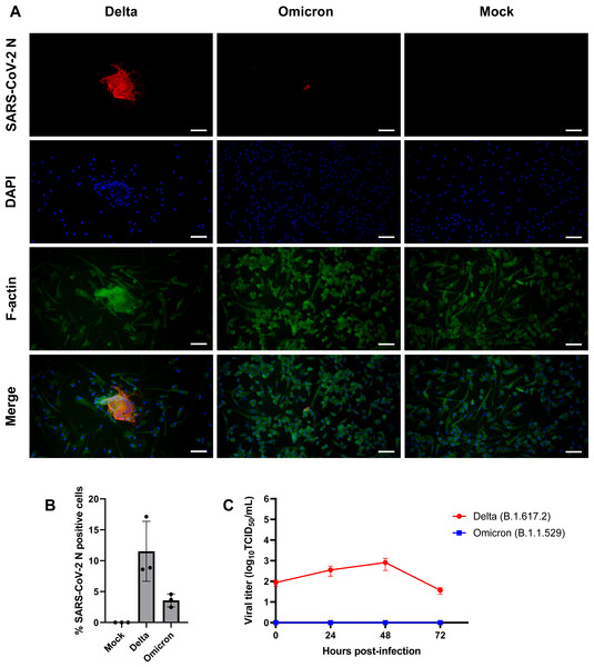 SARS-CoV-2 Delta variant replicates and induces syncytia formation in iMΦ.