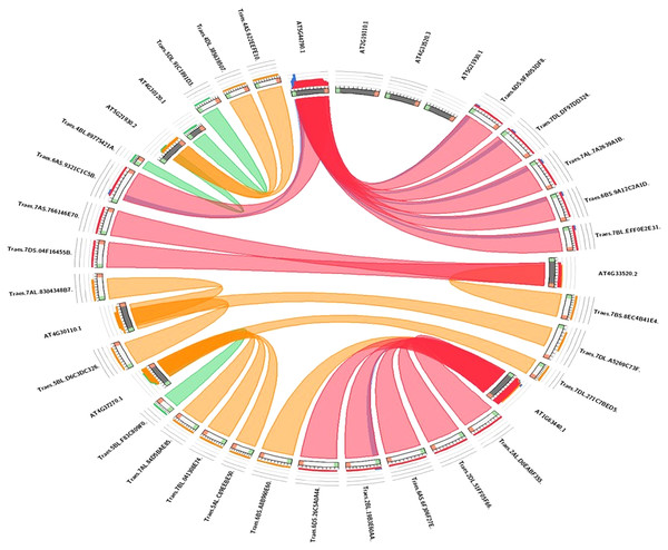 Visualization of the sequence similarity of wheat HMA genes with Arabidopsis HMA genes.