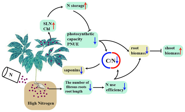 A model was proposed to explain the interaction between high N and the accumulation of biomass and C-containing secondary metabolites in a N-sensitive medicinal species, such as P. notoginseng.