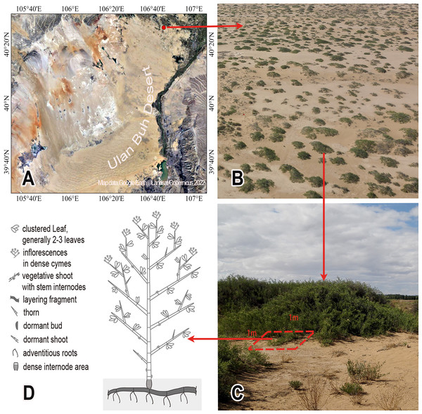 Nitraria tangutorum nebkhas vegetation landscape (B) and the established quadrats (C) in the study site (A) and one N. tangutorum ramet morphology (D).