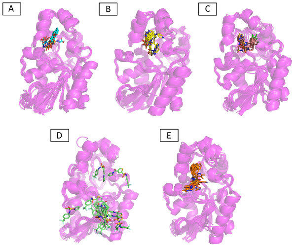 The superimposed snapshots of the MD trajectories of C1 to C5 complexes.