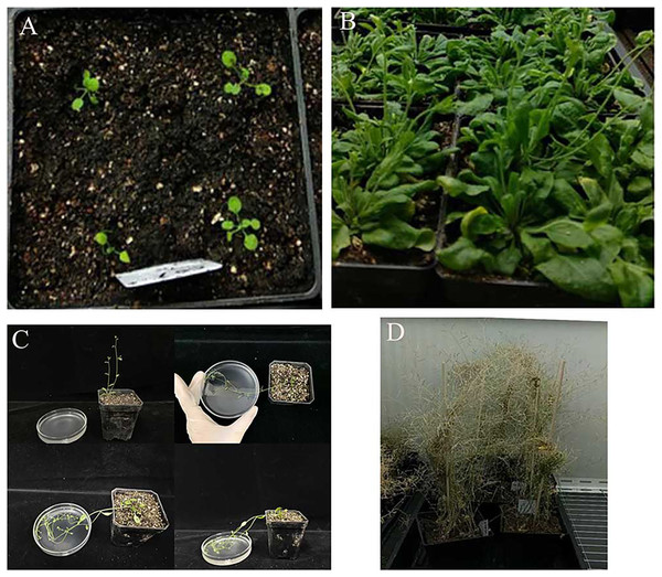 Genetic transformation of Arabidopsis thaliana.