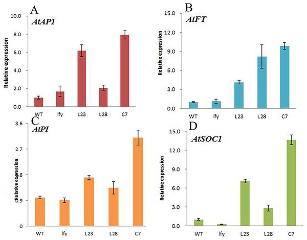 Expression of different flowering genes in JmLFY transgenic plants.