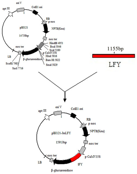 Construction of plant expression vector pBI121-JmLFY.