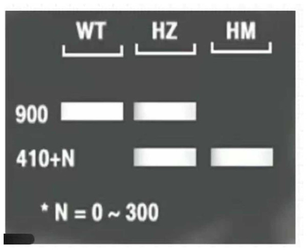 Expected results for Arabidopsis 1–3: PCR products; M: DL5000 marker; WT: wild Arabidosis; HZ: heterozygote; and HM homozygous verification of Arabidopsis.