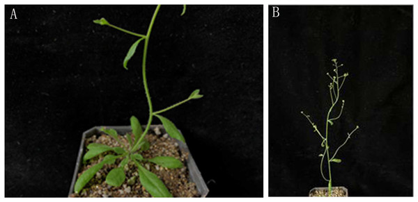 (A–B) lfy mutant phenotype with secondary branch.