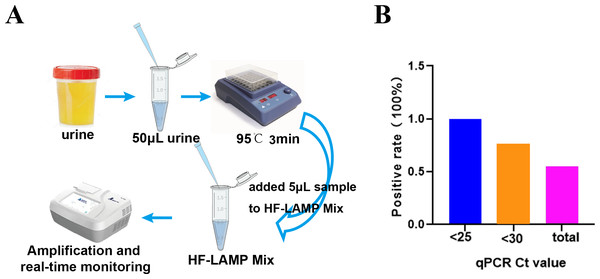 Clinical validation of the DNA extraction-free HF-LAMP method directly using urine samples.