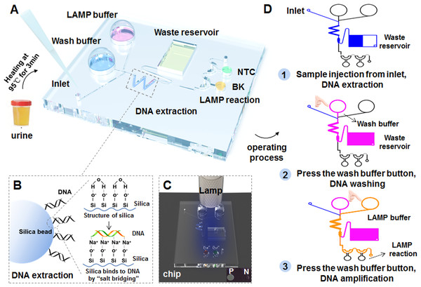 Workflow of the BKV HF-LAMP assay combined with the portable finger-driven microfluidic chip.