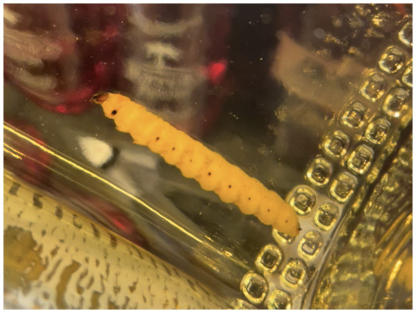 Closeup image showing a worm inside a bottle of “Lajita Reposado” mezcal.