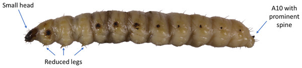 Lateral view of a Comadia redtenbacheri larva showing three key features useful to distinguish it from other mezcal worms.