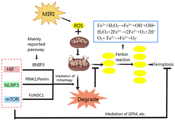 Regulation of ferroptosis and mitophagy by HIF, NLRP3 and mTOR.