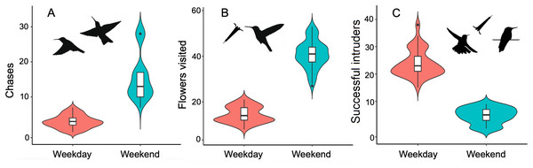 Changes in behavior recorded in territorial hummingbirds surveyed on weekdays and weekends.