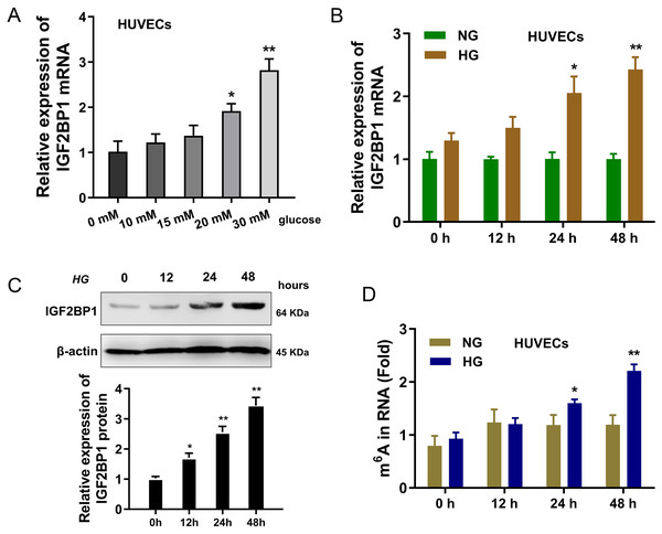 IGF2BP1 was up-regulated in the HG-induced HUVECs.