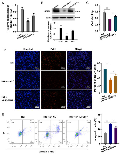 Knockdown of IGF2BP1 mitigated the HG-induced apoptosis of HUVECs.