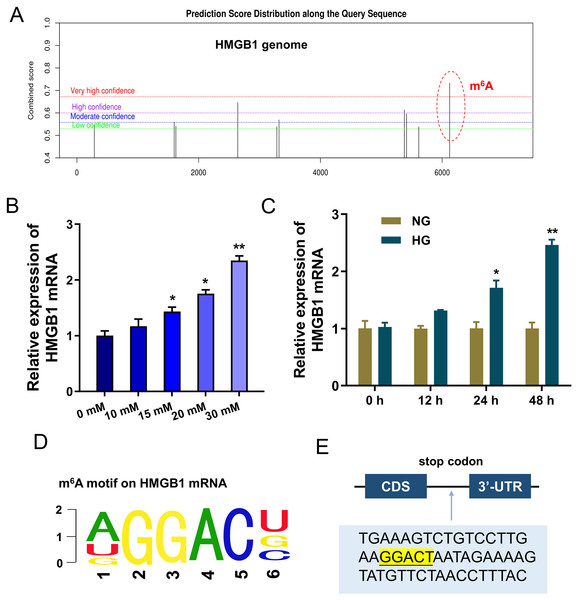 HMGB1 acted as the target of IGF2BP1 by m6A modified sites on HMGB1 mRNA.