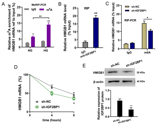 IGF2BP1 enhanced the stability of HMGB1 mRNA via m6A-dependent manner.