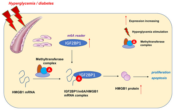 IGF2BP1/m6A/HMGB1 axis regulates high glucose-induced vascular endothelial cells apoptosis via m6A-dependent manner.