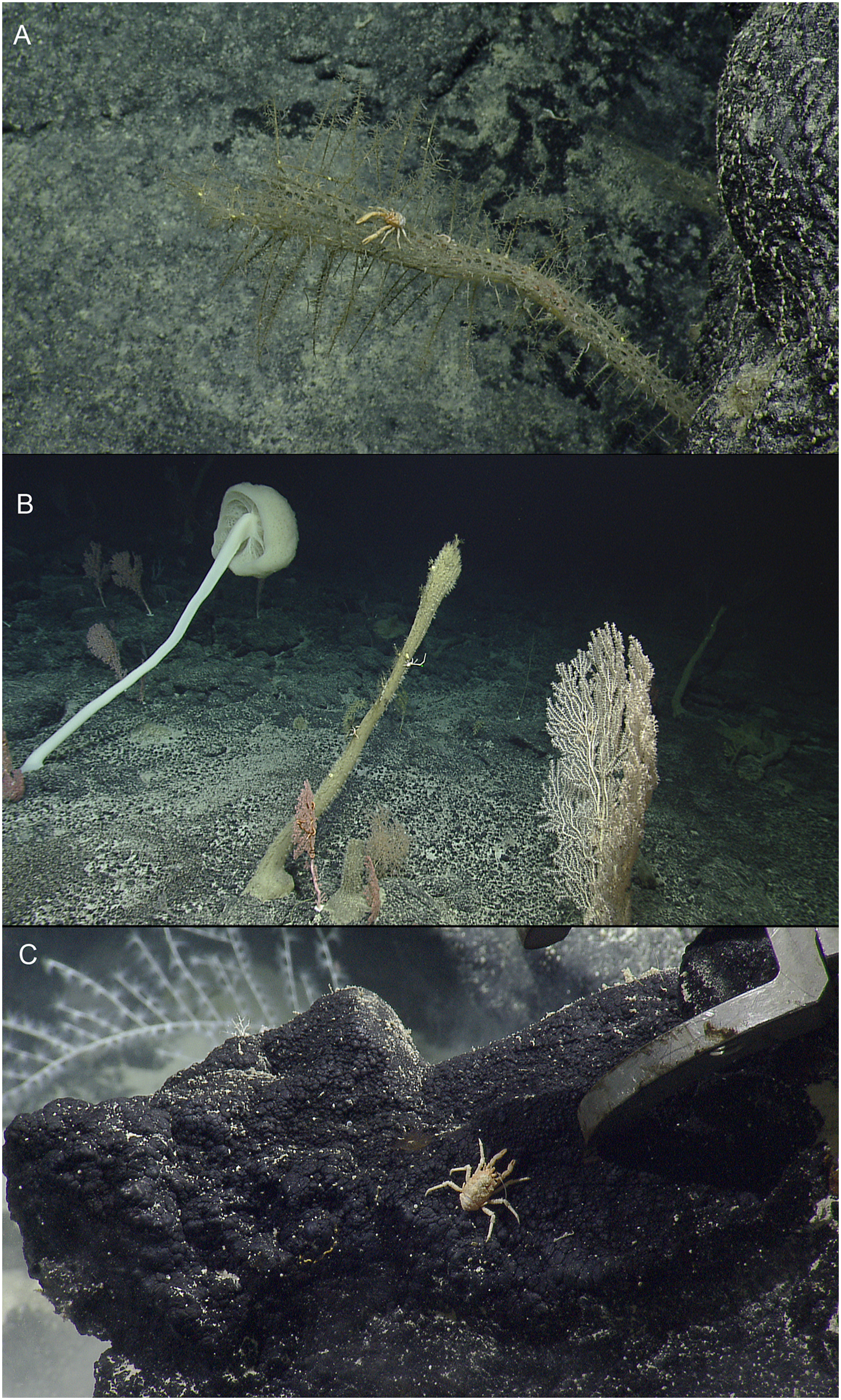 New records and species of deep-sea squat lobsters (Galatheoidea