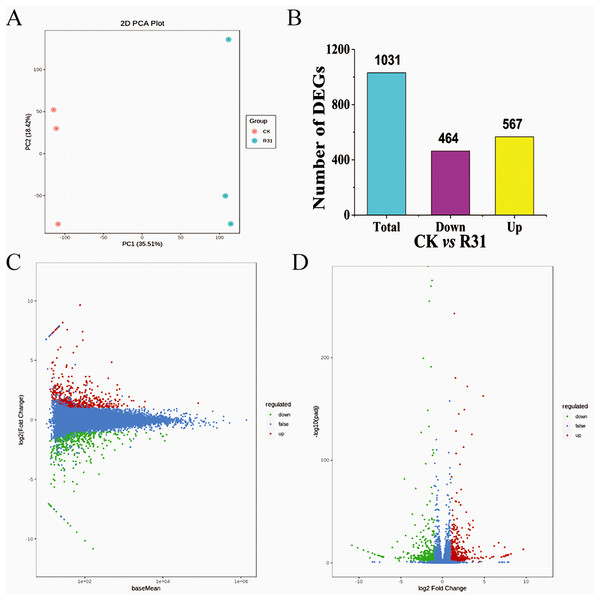 Overview of transcriptome analysis of sweet corn after application of B. subtilis R31.