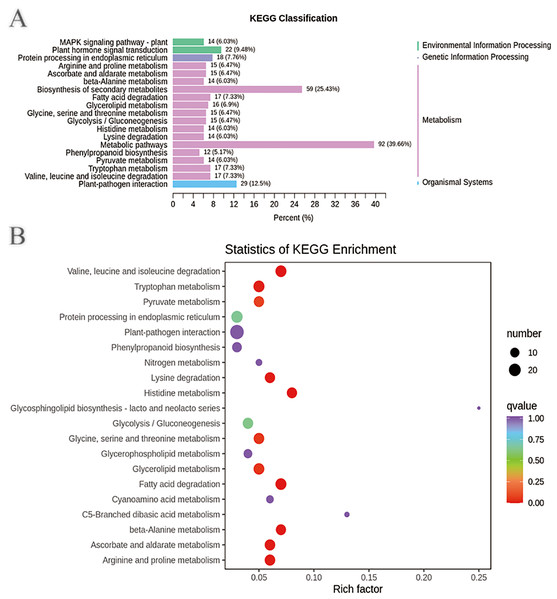 Enriched KEGG pathways of DEGs in sweet corn after application of B. subtilis R31.