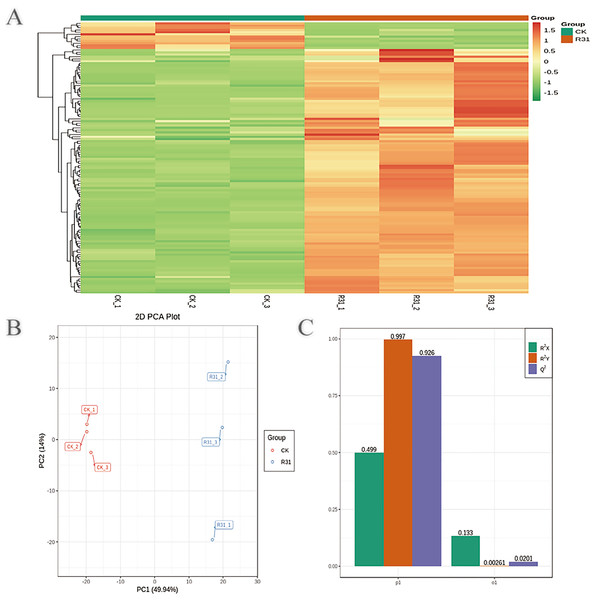 Overview of widely targeted metabolome analysis of sweet corn after application of B. subtilis R31.