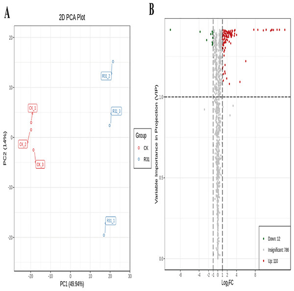 PCA and OPLS-DA of DAMs identified among sweet corn after application of B. subtilis R31.