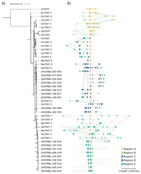 Comparison of THI1 gene and its genomic flanking regions in sugarcane and other plants through phylogenetic and synteny analyses.