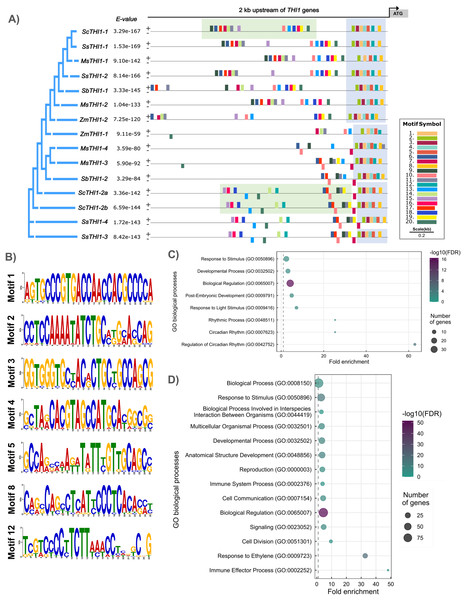Promoter analysis and motif enrichment of THI1 genes.