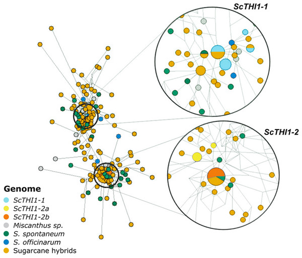 Network analysis of THI1 gene in Saccharum complex.