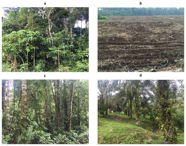 Photos from remediated soil ecosystems: (A) Sensitive Ecosystem and (B) Agricultural Soil; and non-contaminated soil ecosystems: (C) Natural Forest and (D) Palm Plantation.