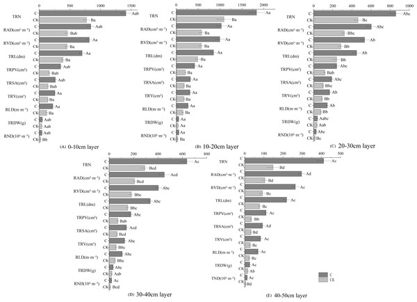 Fine root growing properties of H. rhamnoides at different soil layers.