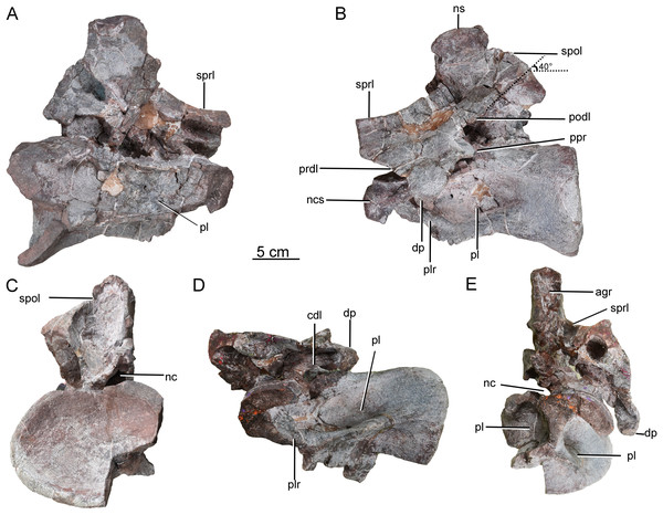 Possible mid-cervical vertebra of the Tibetan sauropod.