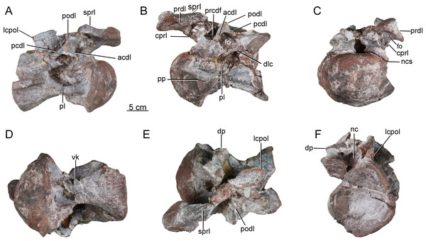 Possible posterior cervical vertebra of the Tibetan sauropod.